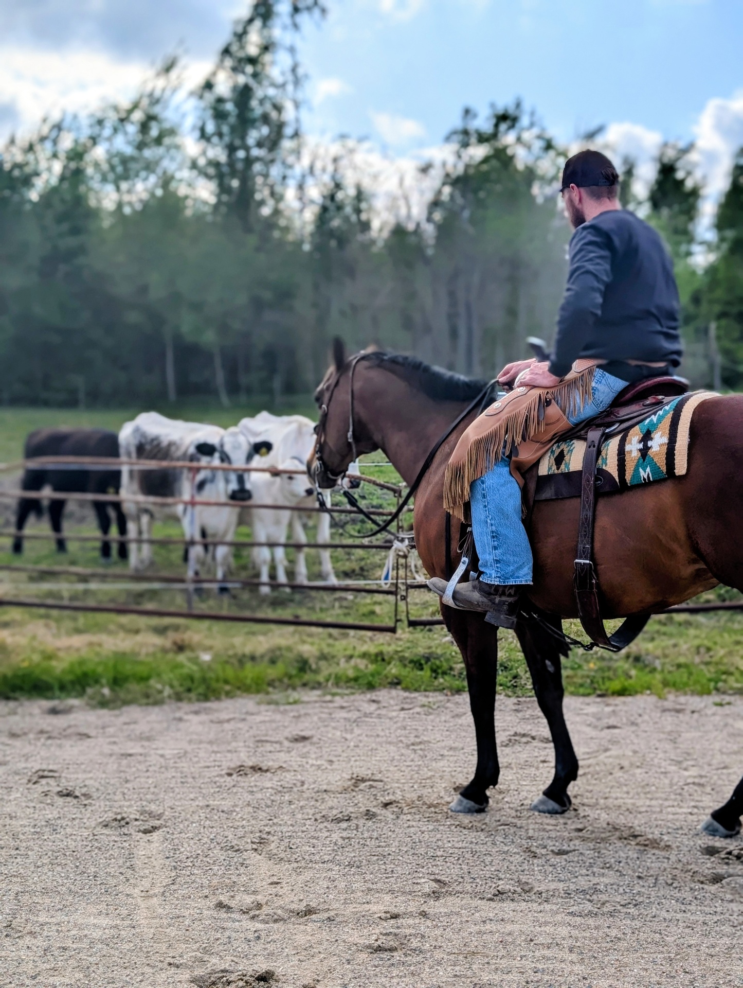 Quarterhäst i galopp