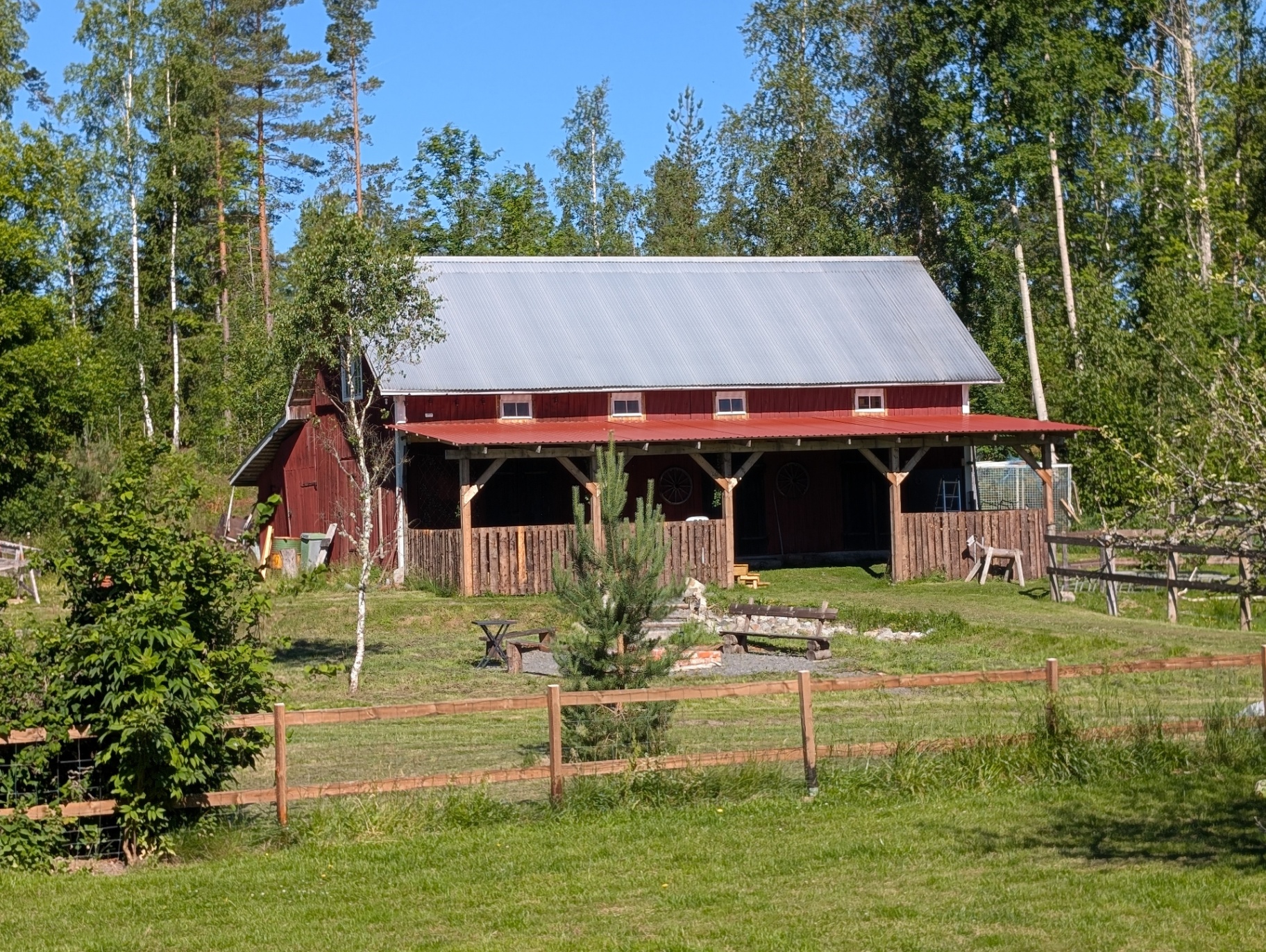 Träning med boskap i ridhus