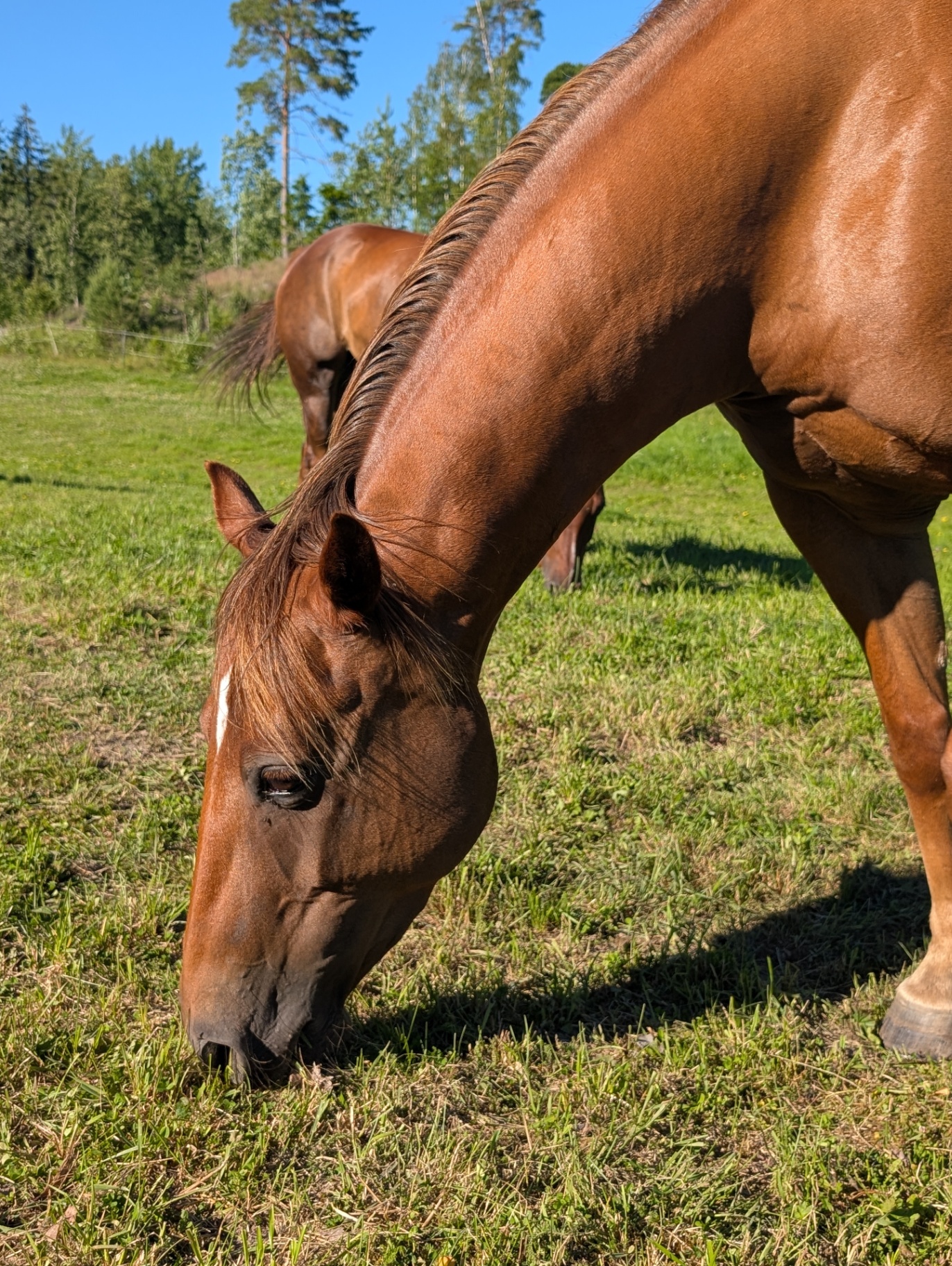 Paddocken på MV Ranch