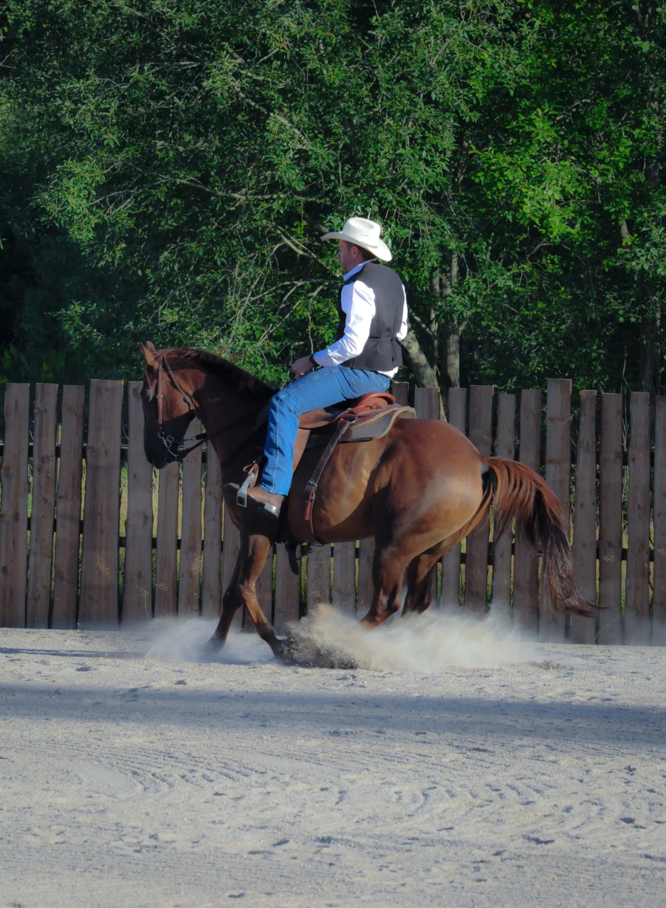 Angus boskap i hage